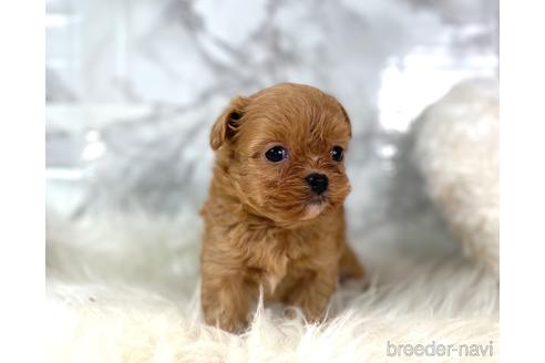 成約済の福岡県のチワプー:チワワ×トイプードル-209521の4枚目