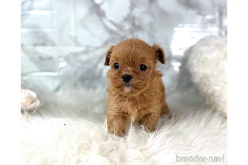 成約済の福岡県のチワプー:チワワ×トイプードル-209521の5枚目