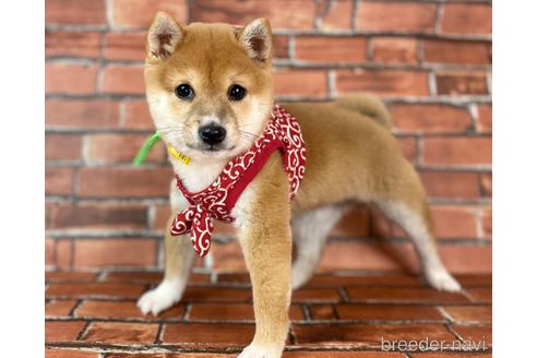 成約済の福岡県の豆柴-207692の1枚目