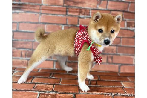 成約済の福岡県の豆柴-207692の2枚目