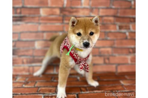 成約済の福岡県の豆柴-207692の3枚目