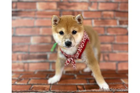 成約済の福岡県の豆柴-207692の4枚目