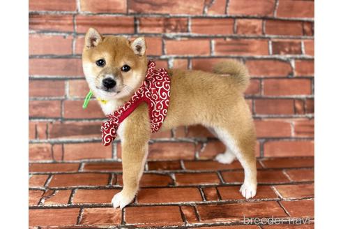 成約済の福岡県の豆柴-207692の6枚目