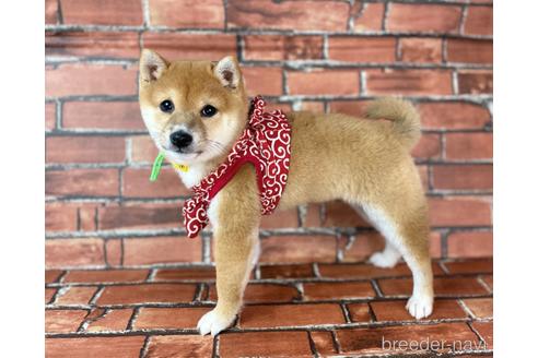 成約済の福岡県の豆柴-207692の7枚目