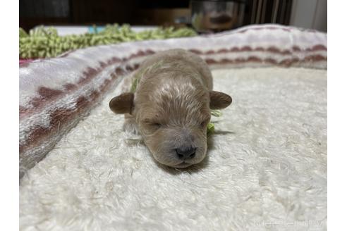 成約済の群馬県のトイプードル-212223の1枚目