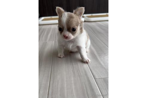 成約済の福岡県のチワワ(ロングコート)-211540の2枚目