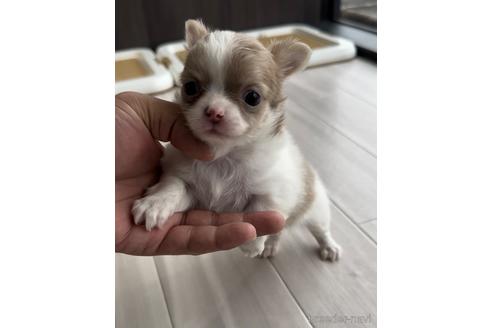 成約済の福岡県のチワワ(ロングコート)-211540の1枚目