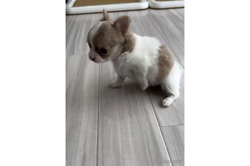 成約済の福岡県のチワワ(ロングコート)-211540の3枚目