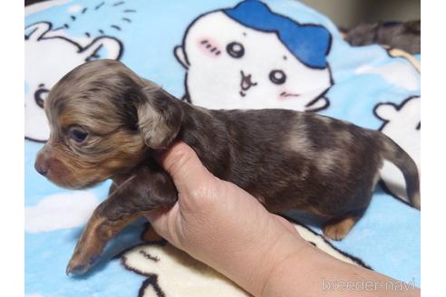 成約済の福岡県のチワックス:チワワ×ミニチュアダックスフンド-211218の7枚目