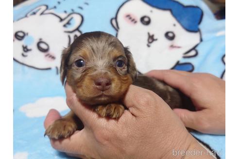 成約済の福岡県のチワックス:チワワ×ミニチュアダックスフンド-211218の5枚目