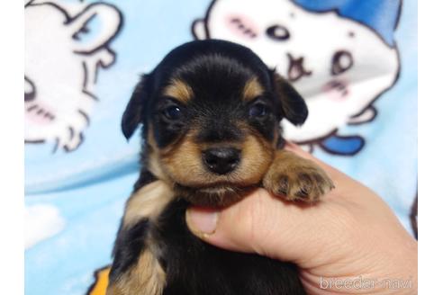 成約済の福岡県のチワックス:チワワ×ミニチュアダックスフンド-211210の6枚目