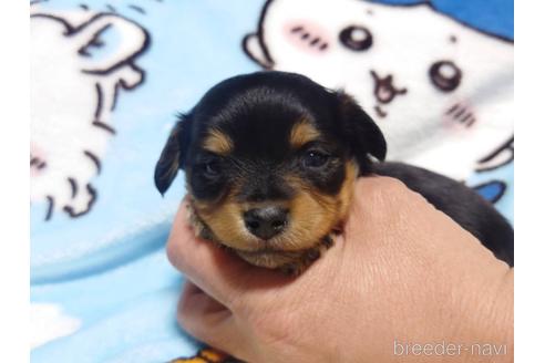 成約済の福岡県のチワックス:チワワ×ミニチュアダックスフンド-211210の7枚目