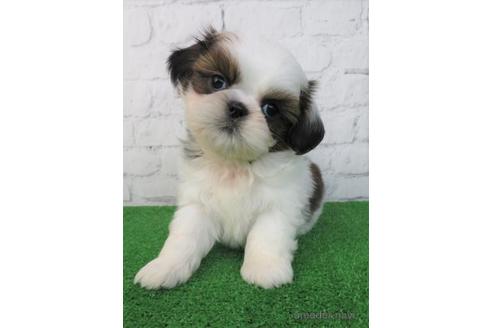 成約済の大阪府のシーズー-213358の1枚目