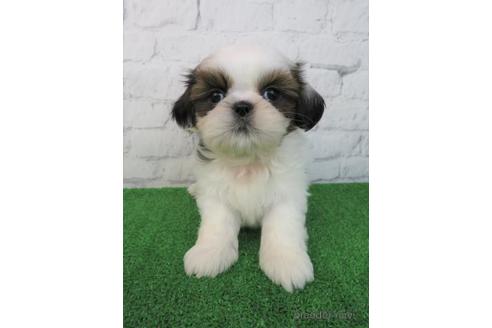 成約済の大阪府のシーズー-213358の2枚目