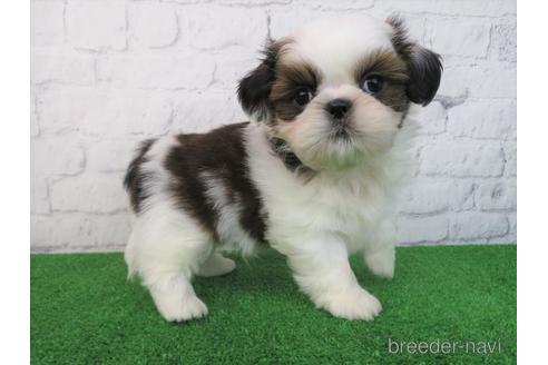 成約済の大阪府のシーズー-213358の3枚目