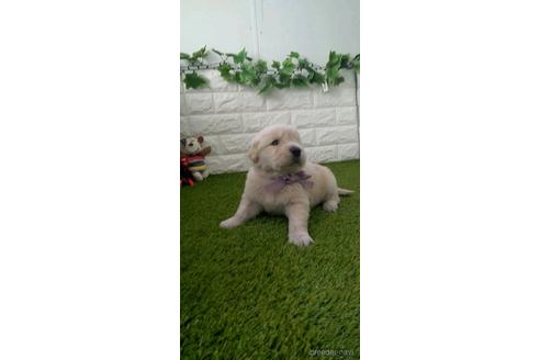 成約済の愛知県のゴールデンレトリーバー-213413の1枚目