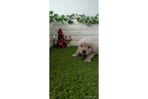 成約済の愛知県のゴールデンレトリーバー-213413の4枚目