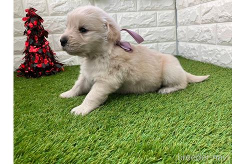 成約済の愛知県のゴールデンレトリーバー-213413の5枚目