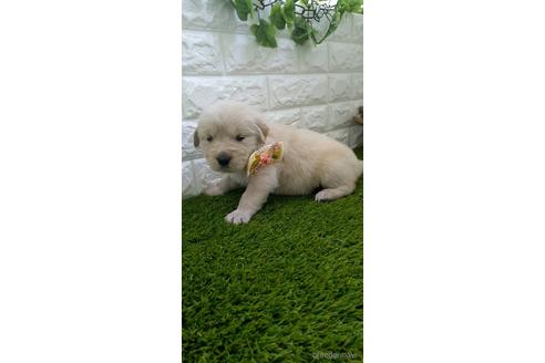 成約済の愛知県のゴールデンレトリーバー-213415の1枚目