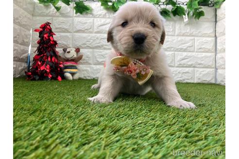 成約済の愛知県のゴールデンレトリーバー-213415の3枚目