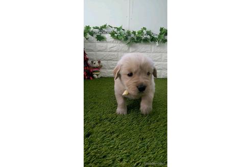 成約済の愛知県のゴールデンレトリーバー-213415の4枚目