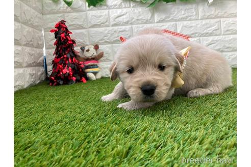 成約済の愛知県のゴールデンレトリーバー-213415の5枚目