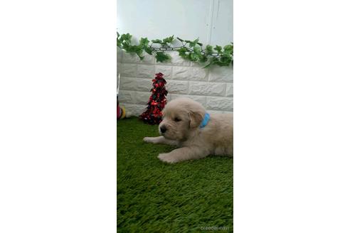 成約済の愛知県のゴールデンレトリーバー-213418の6枚目