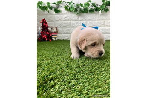 成約済の愛知県のゴールデンレトリーバー-213418の2枚目