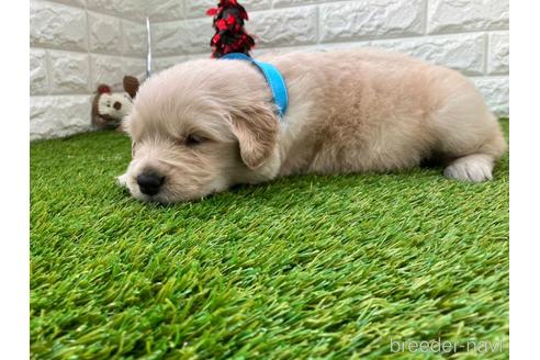 成約済の愛知県のゴールデンレトリーバー-213418の3枚目