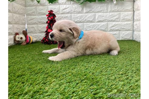 成約済の愛知県のゴールデンレトリーバー-213418の1枚目