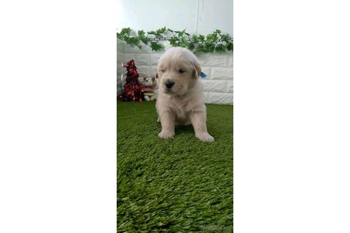 成約済の愛知県のゴールデンレトリーバー-213418の4枚目