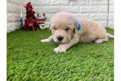 成約済の愛知県のゴールデンレトリーバー-213418の5枚目