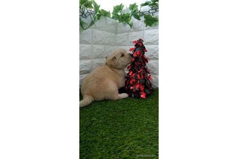 成約済の愛知県のゴールデンレトリーバー-213419の3枚目