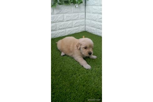 成約済の愛知県のゴールデンレトリーバー-213419の4枚目