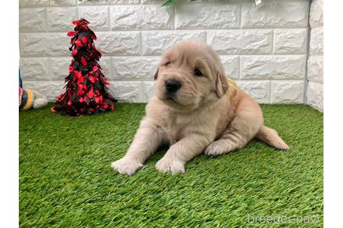 成約済の愛知県のゴールデンレトリーバー-213419の1枚目