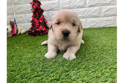 成約済の愛知県のゴールデンレトリーバー-213419の5枚目