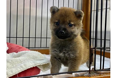 成約済の岡山県の柴犬-213441の1枚目