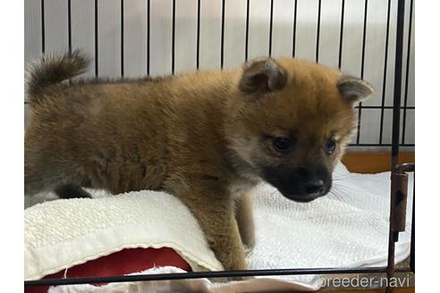 成約済の岡山県の柴犬-213441の2枚目