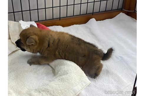 成約済の岡山県の柴犬-213441の3枚目