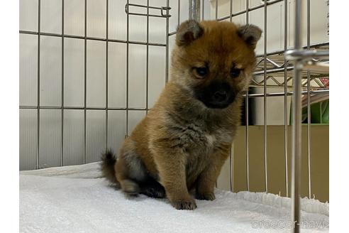 成約済の岡山県の柴犬-213441の5枚目