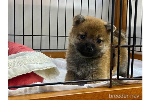 成約済の岡山県の柴犬-213441の4枚目