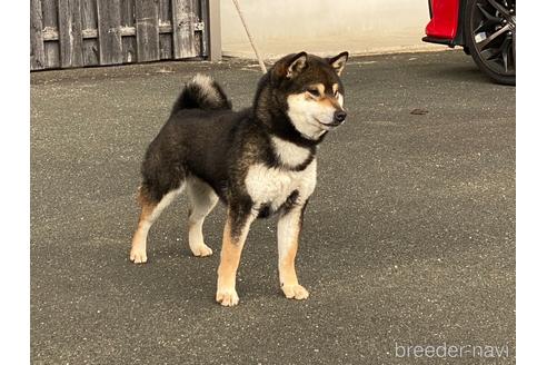 のの柴犬-