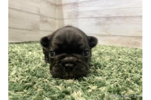 成約済の愛知県のフレンチブルドッグ-213341の6枚目