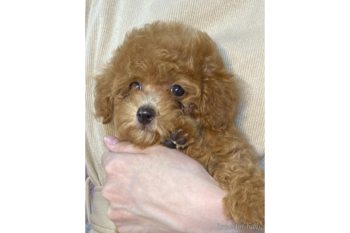 成約済ののタイニープードル-213484