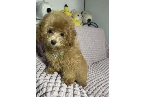 成約済の福岡県のタイニープードル-213484の3枚目