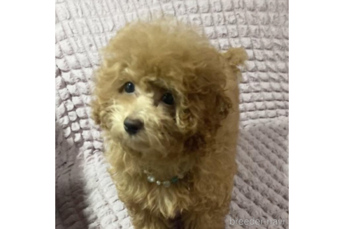 成約済の福岡県のタイニープードル-213484の4枚目