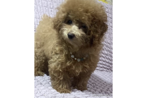 成約済の福岡県のタイニープードル-213484の5枚目