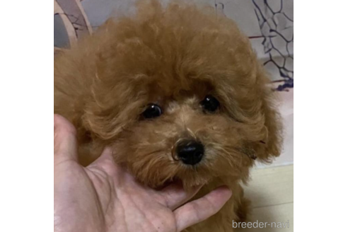 成約済の福岡県のタイニープードル-213493の1枚目