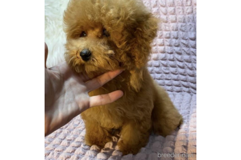 成約済の福岡県のタイニープードル-213493の2枚目