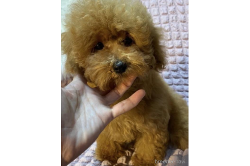 成約済の福岡県のタイニープードル-213493の3枚目